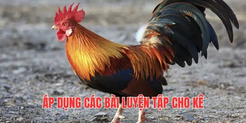 Luyện tập là một trong những cách nuôi gà đá không bị hốc hiệu quả