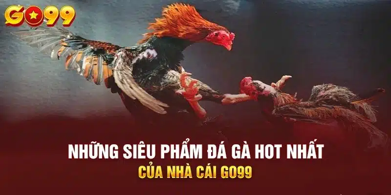 Hình thức chọi gà có sử dụng cựa dao cực lôi cuốn