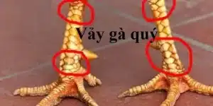 vảy gà quý