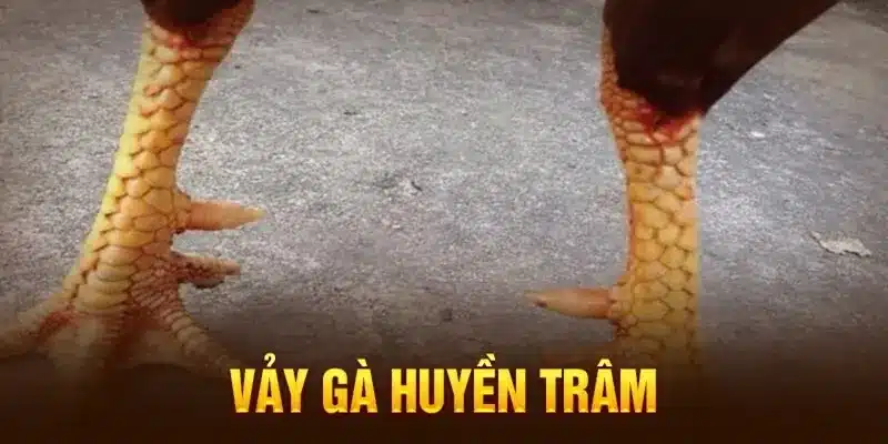 Vảy gà chọi huyền trâm được xem là cực kỳ quý hiếm