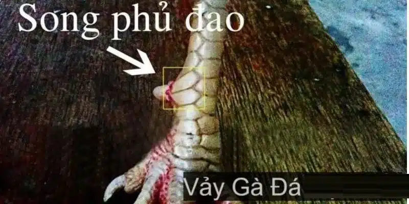 Vảy gà quý song phủ đao nói lên thể trạng của chiến kê