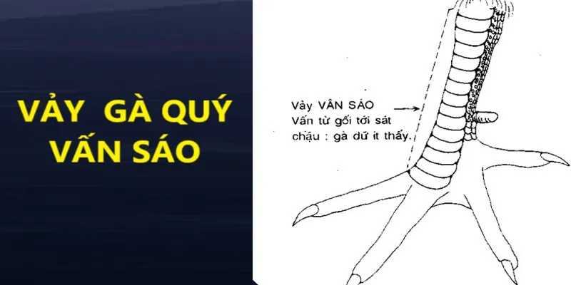 Đặc điểm nhận biết vảy gà quý vấn sáo